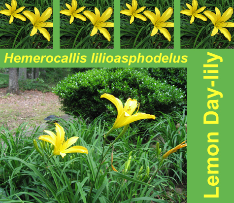 Daylilies