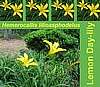 Daylilies